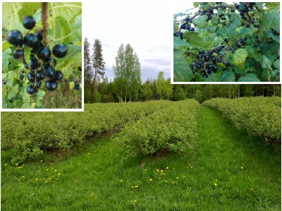 Mustaherukkapensaita